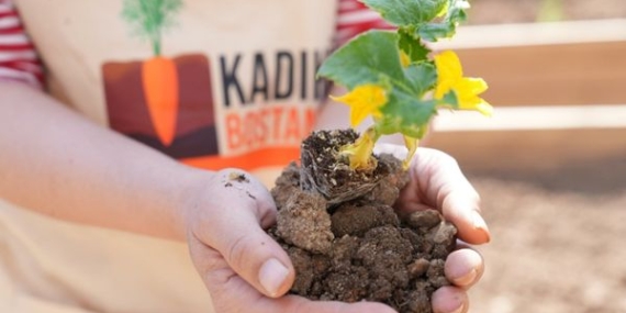 Kadıköy Bostanları'nda ilk fideler toprakla buluştu