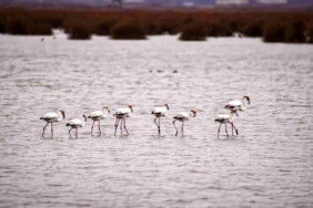 Kızılırmak Deltası’nda Flamingolar görsel şölen oluşturuyor