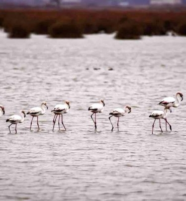 Kızılırmak Deltası’nda Flamingolar görsel şölen oluşturuyor