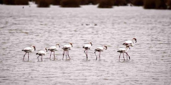 Kızılırmak Deltası’nda Flamingolar görsel şölen oluşturuyor