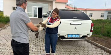 Diyarbakır’da yaralı şahin, koruma altına alındı
