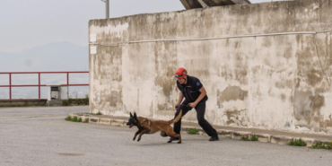 Barınaktan kurtarılan köpek enkaz arama için eğitiliyor