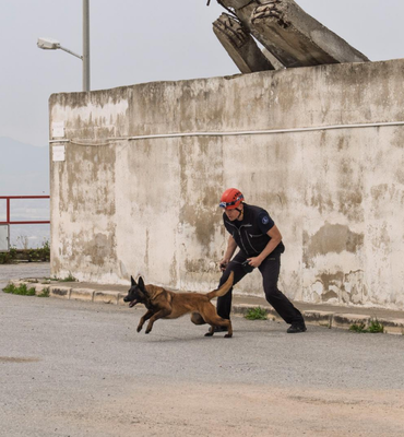 Barınaktan kurtarılan köpek enkaz arama için eğitiliyor