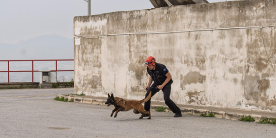 Barınaktan kurtarılan köpek enkaz arama için eğitiliyor