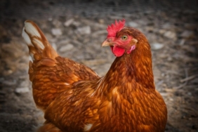 TÜİK-Tavuk eti üretimi 227 bin 793 ton olarak gerçekleşti