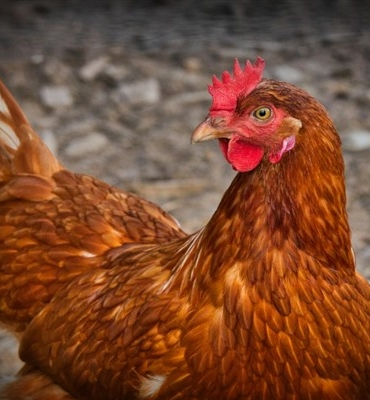 TÜİK-Tavuk eti üretimi 227 bin 793 ton olarak gerçekleşti