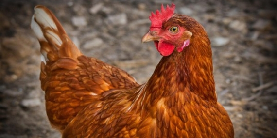 TÜİK-Tavuk eti üretimi 227 bin 793 ton olarak gerçekleşti