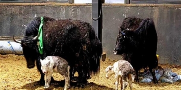 Çinli bilim insanlarından yak klonlamada yeni adım