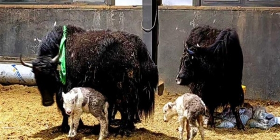 Çinli bilim insanlarından yak klonlamada yeni adım