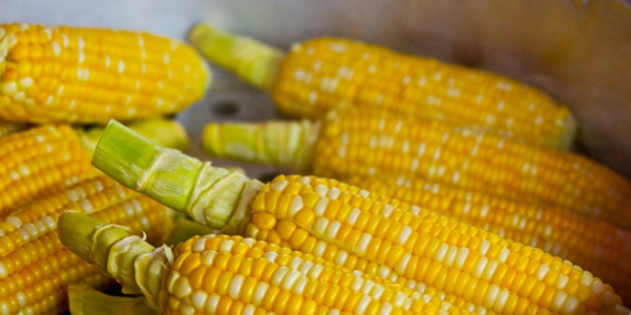 Ticaret Bakanlığı’ndan mısır ithalatına yeni düzenleme