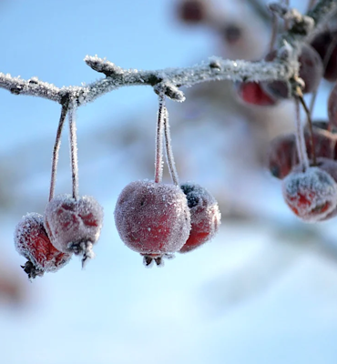 İç ve doğu kesimlerde zirai don uyarısı