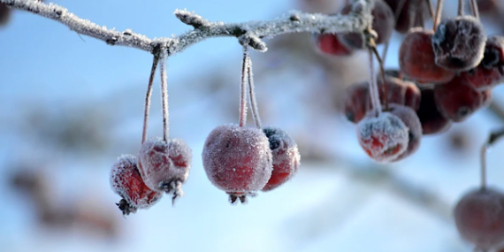 İç ve doğu kesimlerde zirai don uyarısı