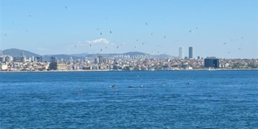 İstanbul Sarayburnu’nda yunus akını