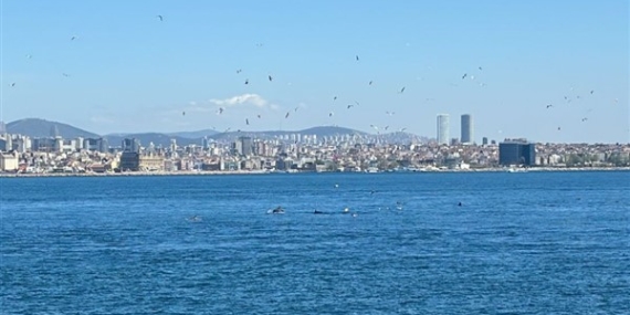 İstanbul Sarayburnu’nda yunus akını