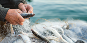 Su ürünleri ihracatı yılın ilk çeyreğinde yüzde 24 arttı