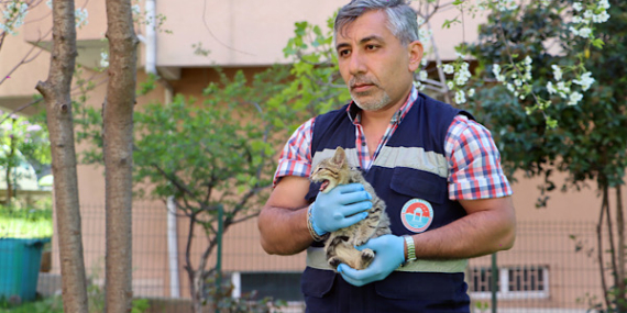 Maltepe’de sokak kedilerine yönelik sağlık taraması yapıldı