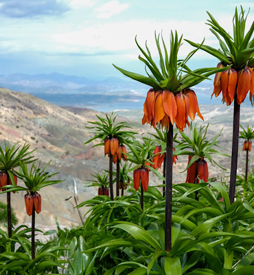 Ergani Sakız Dağı’nda ters laleler çiçek açtı