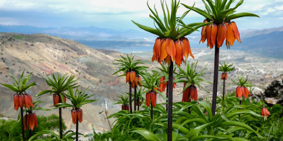 Ergani Sakız Dağı’nda ters laleler çiçek açtı