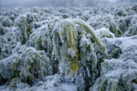 Ankara Valiliği: İl genelinde zirai don bekleniyor