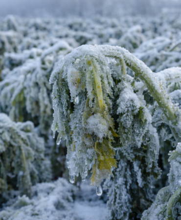 Ankara Valiliği: İl genelinde zirai don bekleniyor